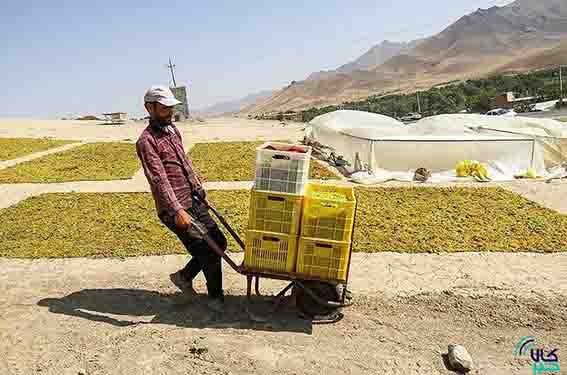 گشایش انبار کشمش خلیل آباد در بورس کالا