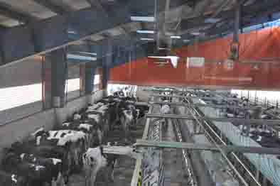 حمایت ۵۰ میلیارد ریالی بانک کشاورزی استان قزوین از طرح توسعه واحد گاوداری شیری