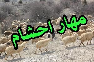 مهار ۶۴۶ راس دام قاچاق در مرزهای کردستان